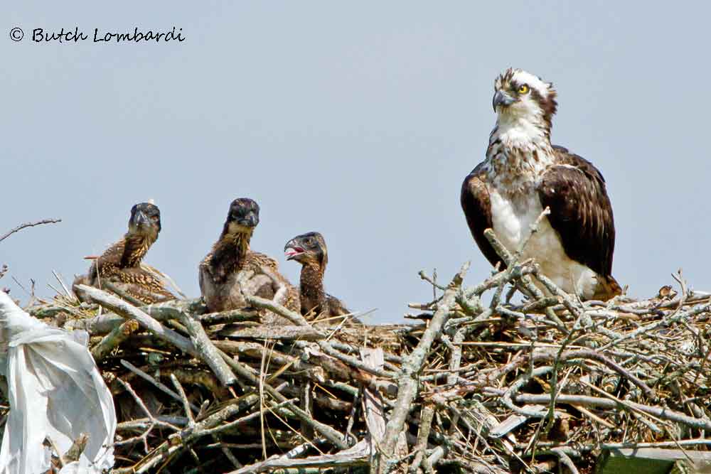 osprey 20170620 IMG 4402 ed 1