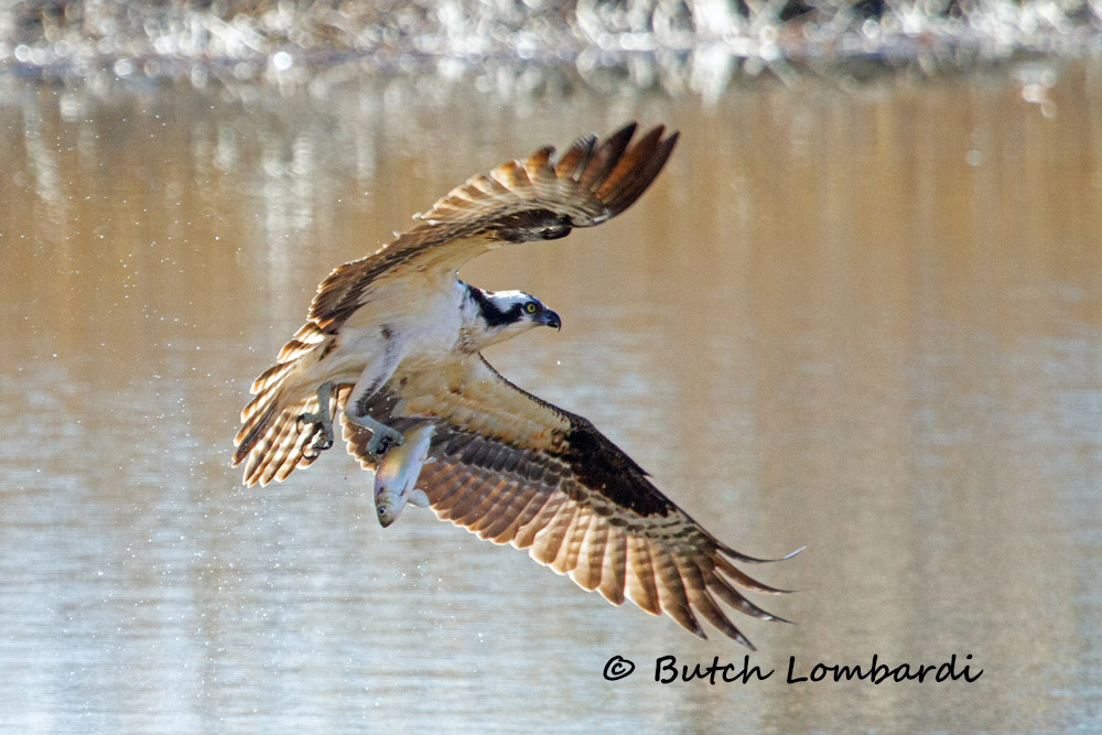 osprey IMG 4276 edited 1 4